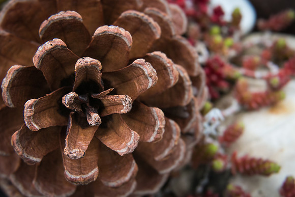 Andrea Jensen Photography Flowers