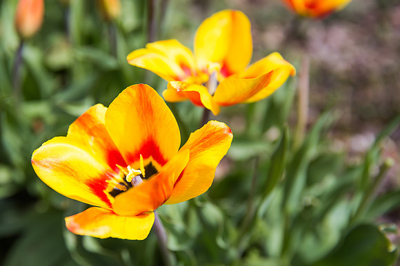 Andrea Jensen Photography Flowers
