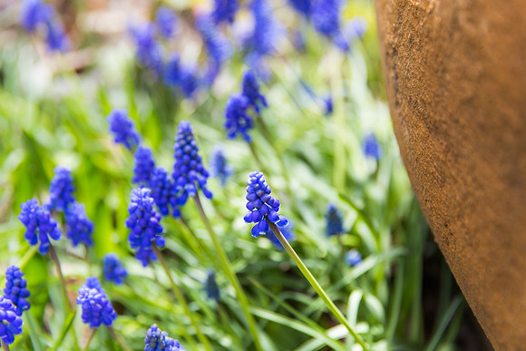 Andrea Jensen Photography Flowers