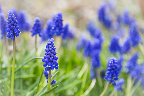 Andrea Jensen Photography Flowers