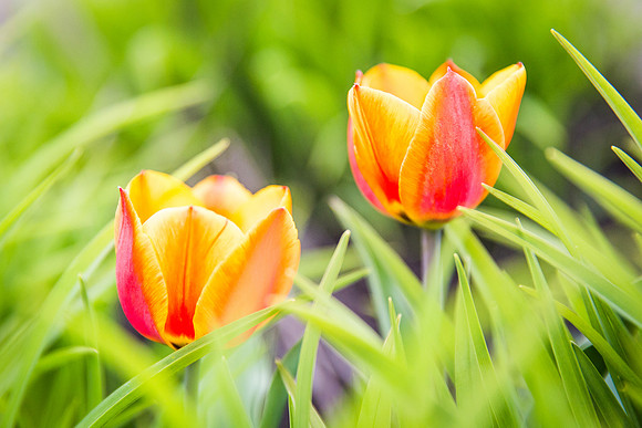 Andrea Jensen Photography Flowers
