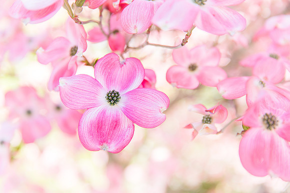 Andrea Jensen Photography Flowers