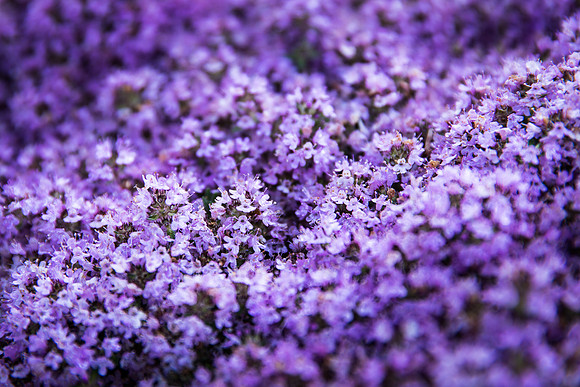Andrea Jensen Photography Flowers