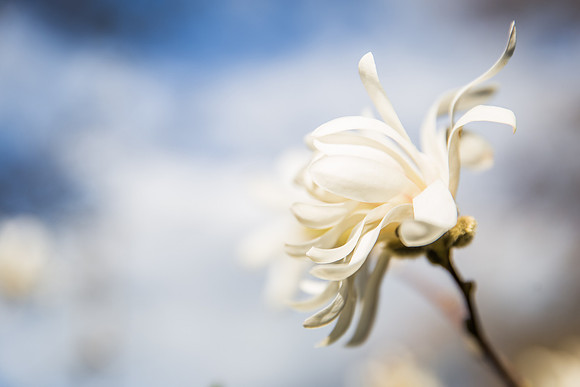 Andrea Jensen Photography Flowers