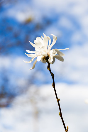 Andrea Jensen Photography Flowers