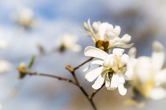 Andrea Jensen Photography Flowers