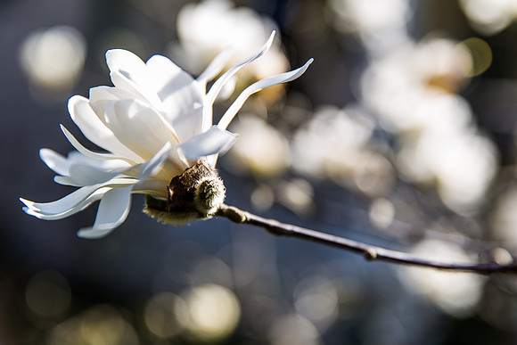 Andrea Jensen Photography Flowers
