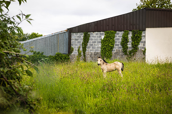 Ireland Travel Day/Sligo 2023