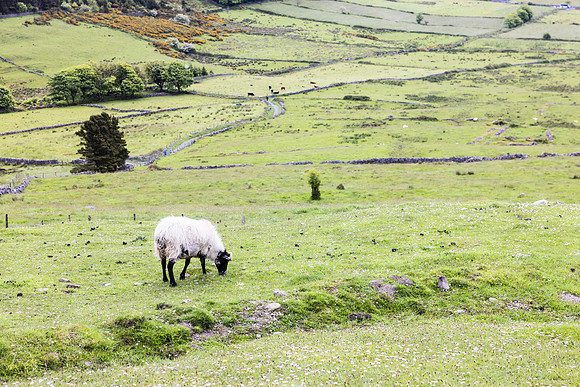 Ireland Travel Day/Derry 2023