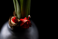 Andrea Jensen Photography Flowers