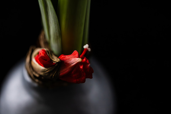 Andrea Jensen Photography Flowers