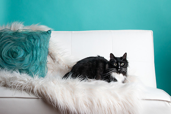 Pets Andrea Jensen Photography