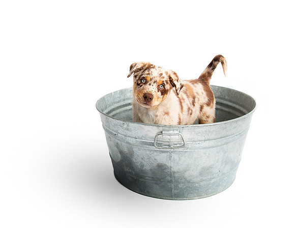 Pets Andrea Jensen Photography