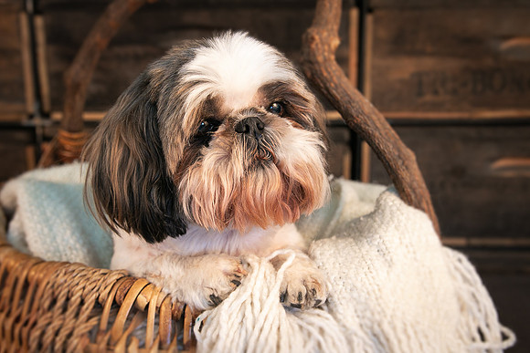 Pets Andrea Jensen Photography
