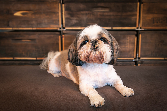 Pets Andrea Jensen Photography