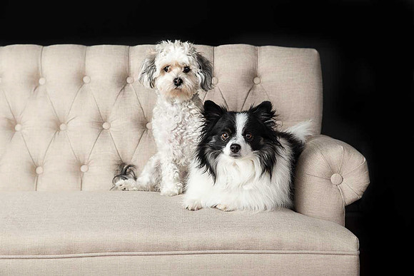 Pets Andrea Jensen Photography