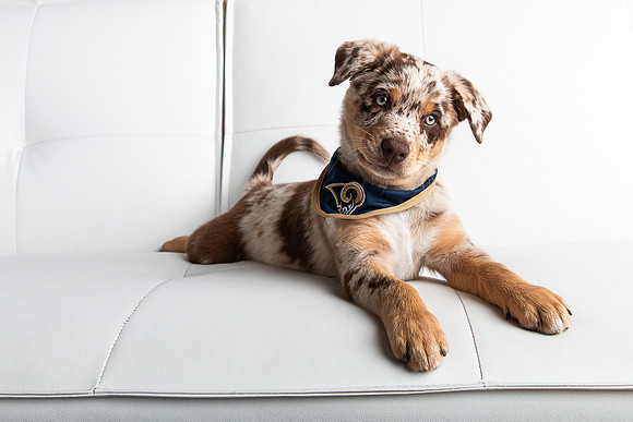 Pets Andrea Jensen Photography
