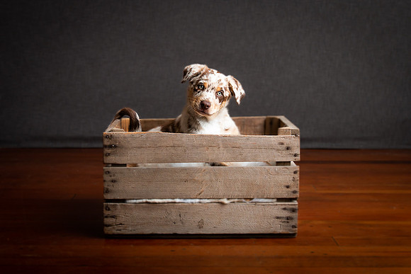 Pets Andrea Jensen Photography