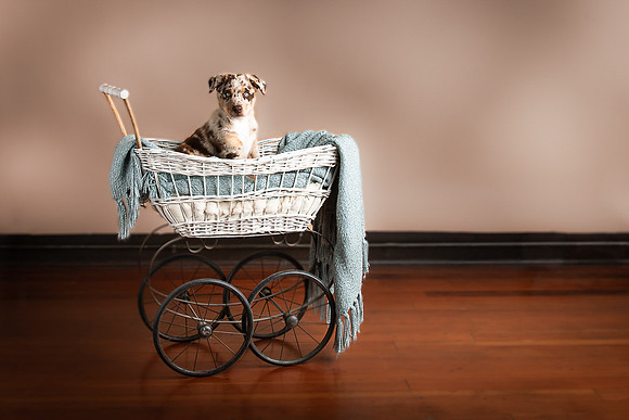 Pets Andrea Jensen Photography