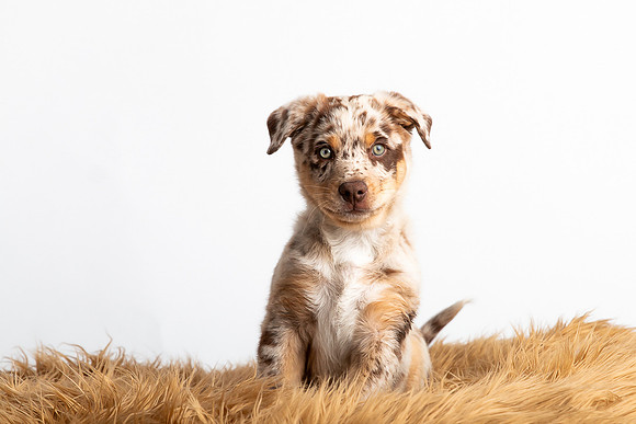Pets Andrea Jensen Photography
