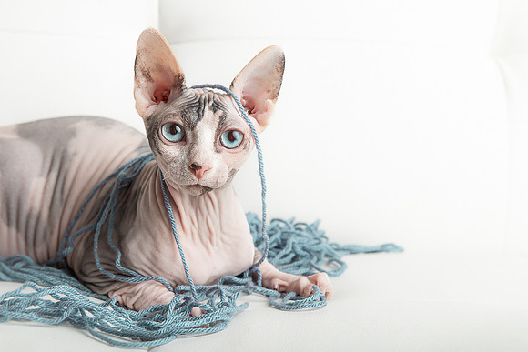 Pets Andrea Jensen Photography