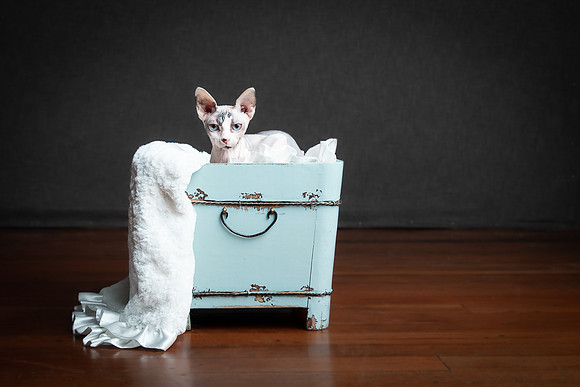 Pets Andrea Jensen Photography
