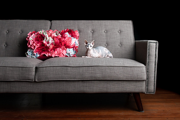 Pets Andrea Jensen Photography
