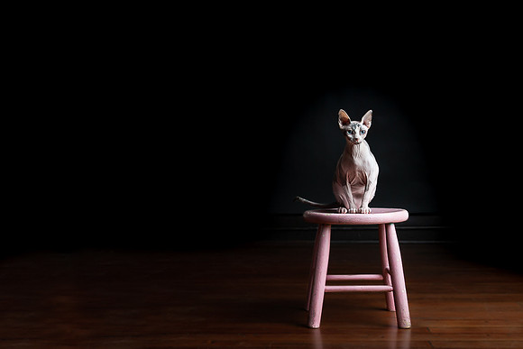 Pets Andrea Jensen Photography