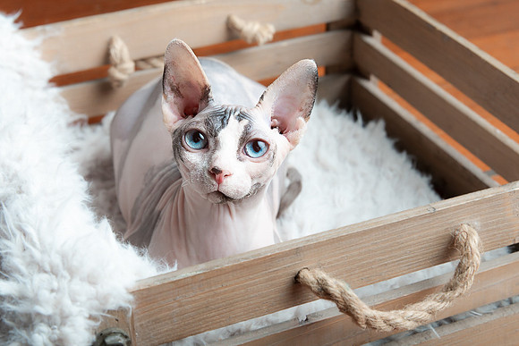 Pets Andrea Jensen Photography