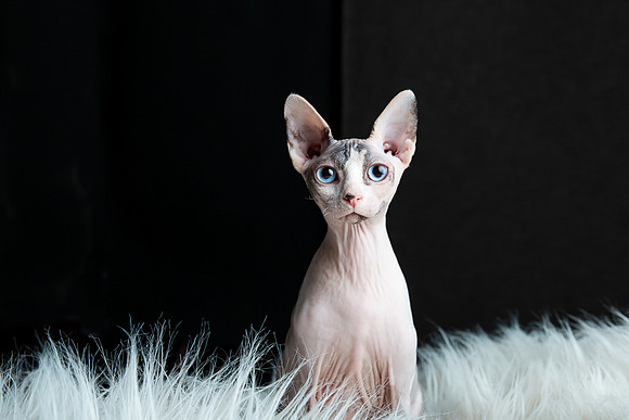 Pets Andrea Jensen Photography