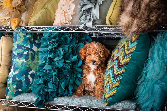 Pets Andrea Jensen Photography