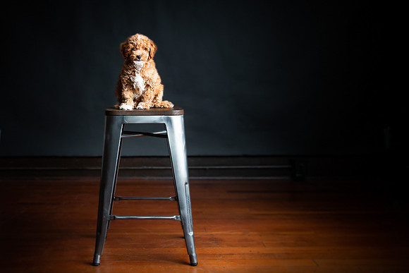 Pets Andrea Jensen Photography