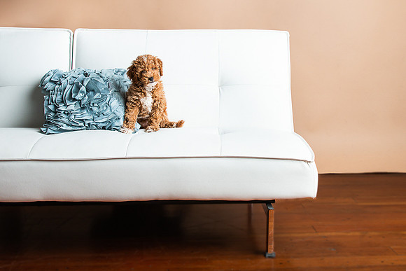 Pets Andrea Jensen Photography