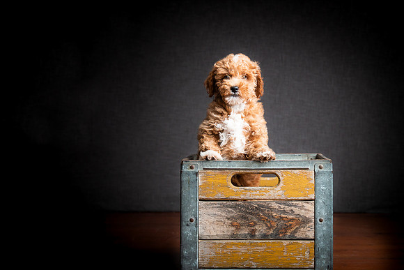 Pets Andrea Jensen Photography