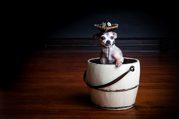 Pets Andrea Jensen Photography