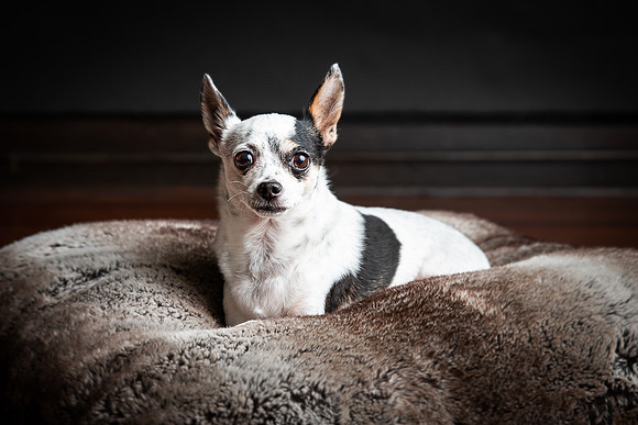 Pets Andrea Jensen Photography
