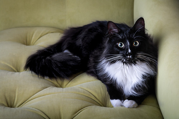 Pets Andrea Jensen Photography