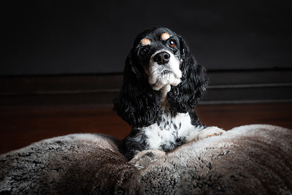 Pets Andrea Jensen Photography