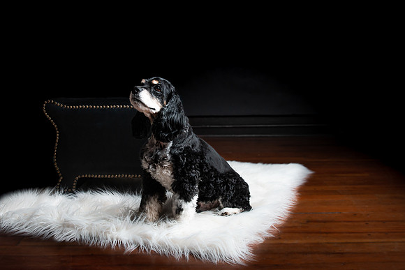 Pets Andrea Jensen Photography