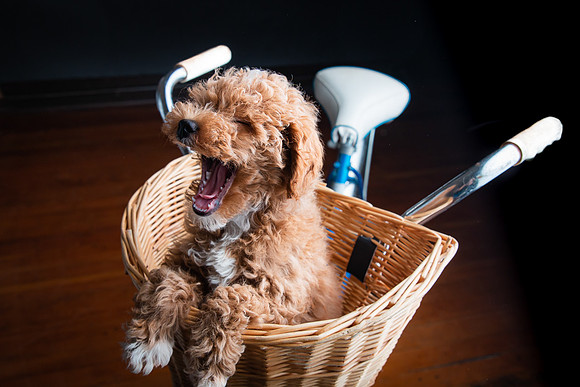 Pets Andrea Jensen Photography