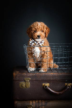 Pets Andrea Jensen Photography