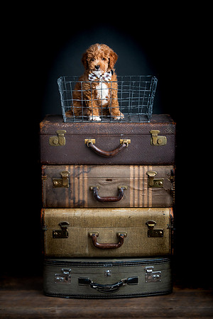 Pets Andrea Jensen Photography