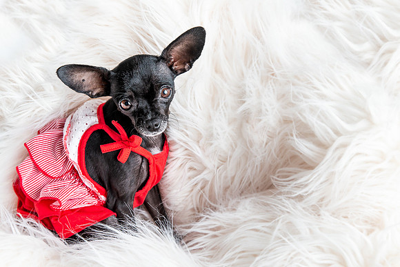 Pets Andrea Jensen Photography