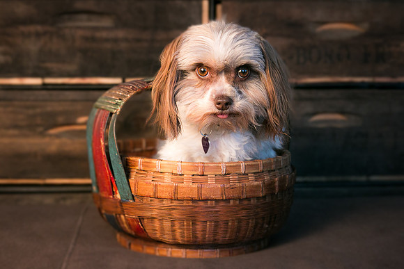 Pets Andrea Jensen Photography