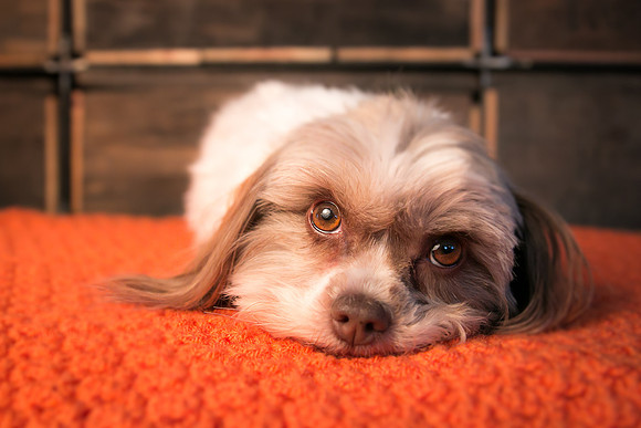 Pets Andrea Jensen Photography