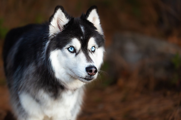 Pets Andrea Jensen Photography