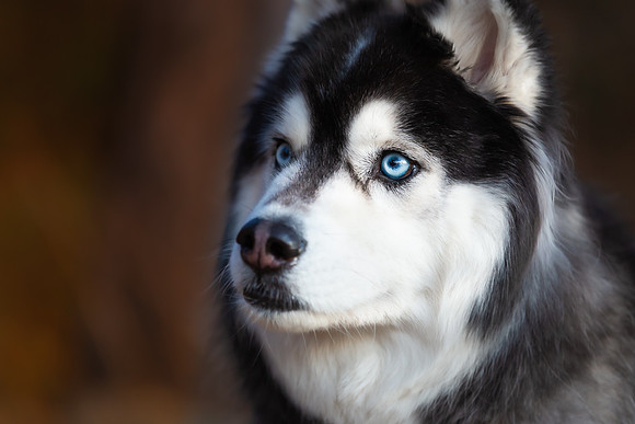 Pets Andrea Jensen Photography