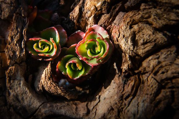 Andrea Jensen Photography