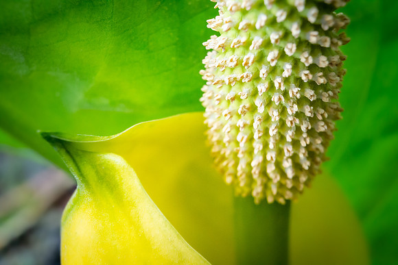 Andrea Jensen Photography Flowers