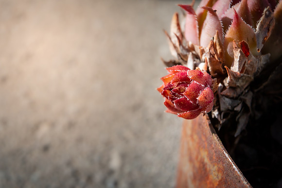 Andrea Jensen Photography